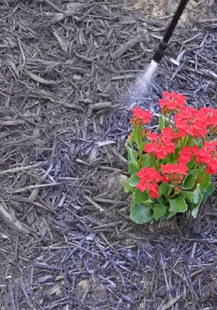 Applying mulch glue around red flowers in the garden with a sprayer